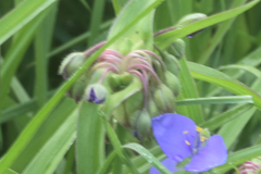 Tradescantia × andersoniana