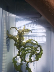 Potamogeton richardsonii