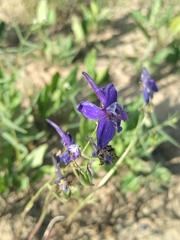 Delphinium barbeyi