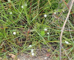 Delosperma inconspicuum