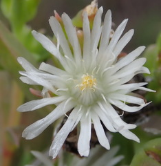 Delosperma inconspicuum