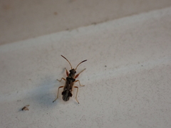 Pseudopachybrachius vinctus