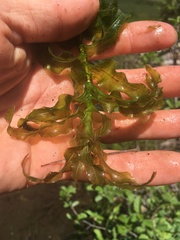 Potamogeton richardsonii