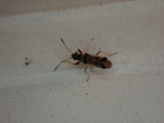 Pseudopachybrachius vinctus