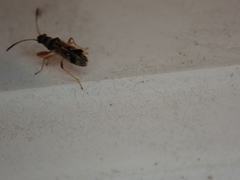 Pseudopachybrachius vinctus