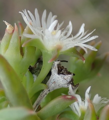 Delosperma inconspicuum