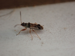 Pseudopachybrachius vinctus