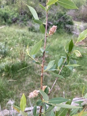 Salix prolixa