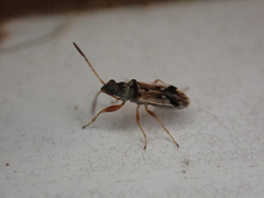 Pseudopachybrachius vinctus