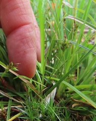 Carex deflexa boottii