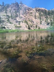 Potamogeton richardsonii