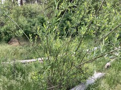 Salix prolixa