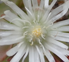 Delosperma inconspicuum