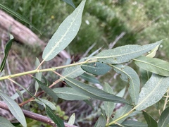 Salix prolixa