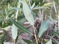 Salix prolixa