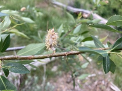 Salix prolixa