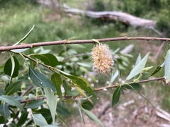 Salix prolixa