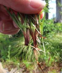 Carex deflexa boottii