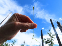 Carex deflexa boottii