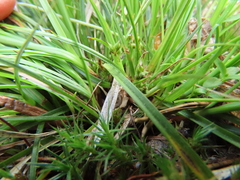 Carex deflexa boottii