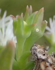 Delosperma inconspicuum