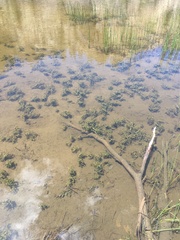 Potamogeton richardsonii