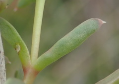 Delosperma inconspicuum