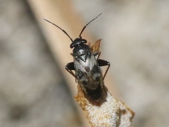 Spanagonicus albofasciatus