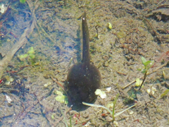 Bufotes latastii