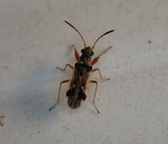 Pseudopachybrachius vinctus