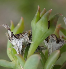 Delosperma inconspicuum