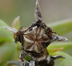 Delosperma inconspicuum