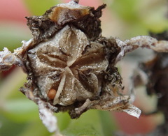 Delosperma inconspicuum