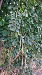 Polyscias guilfoylei