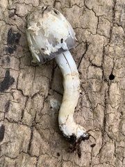 Coprinopsis strossmayeri