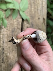 Coprinopsis strossmayeri