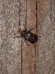 Euparius paganus