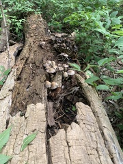 Coprinopsis strossmayeri