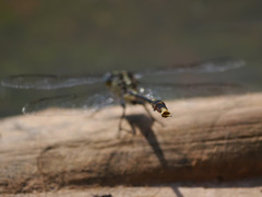 Arigomphus villosipes