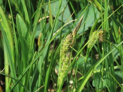Carex halliana