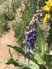 Delphinium × occidentale