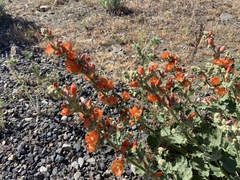 Sphaeralcea munroana