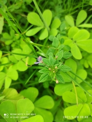 Cleome rutidosperma