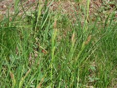 Carex halliana