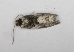 Gypsonoma adjuncta