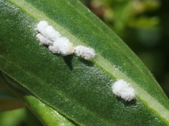 Phenacoccus peruvianus