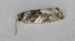 Gypsonoma adjuncta