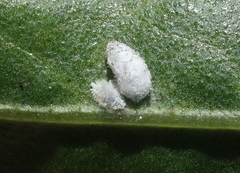 Phenacoccus peruvianus