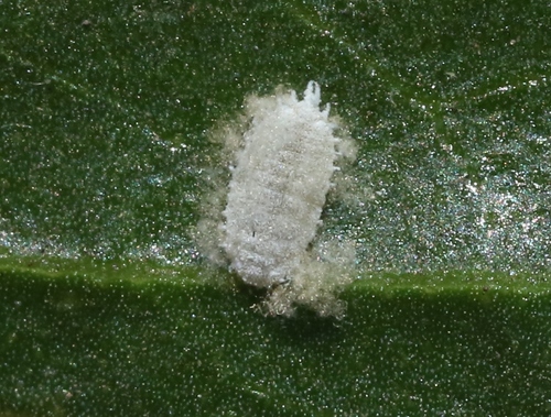 iNaturalist observation photo of Bougainvillea mealybug