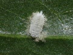 Phenacoccus peruvianus